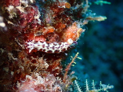 Hypselodoris maculosa
