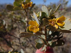 Senna artemisioides helmsii