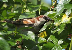 Passer domesticus