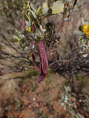 Senna artemisioides helmsii