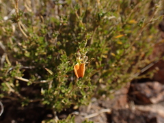Pigea aurantiaca