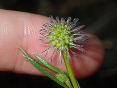 Opercularia vaginata