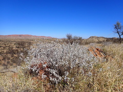 Indigofera leucotricha
