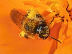 Andrena haemorrhoa