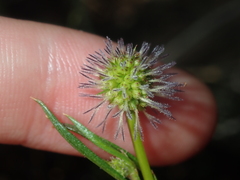 Opercularia vaginata