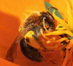 Andrena haemorrhoa