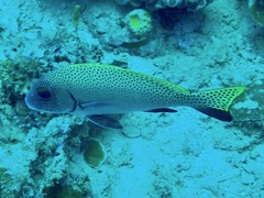 Diagramma melanacrum