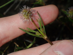 Opercularia vaginata