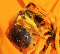 Andrena haemorrhoa