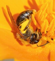 Andrena haemorrhoa
