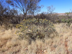 Senna artemisioides helmsii