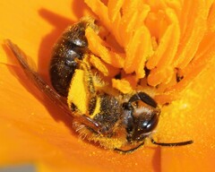Andrena haemorrhoa
