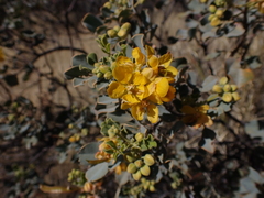 Senna artemisioides helmsii