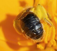 Andrena haemorrhoa