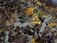 Senna artemisioides helmsii