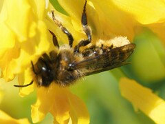 Megachile centuncularis