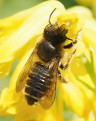 Megachile centuncularis