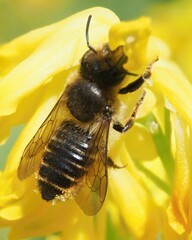 Megachile centuncularis