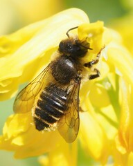 Megachile centuncularis