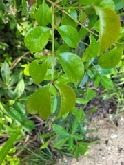 Eugenia biflora