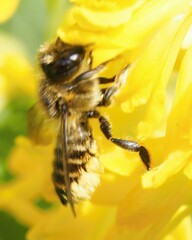 Megachile centuncularis