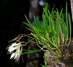 Brassavola nodosa