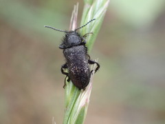 Enicopus ater