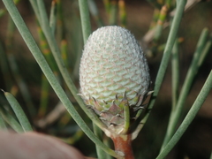 Isopogon divergens