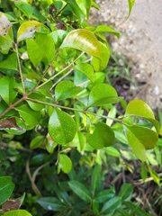 Eugenia biflora