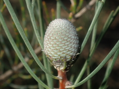 Isopogon divergens