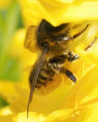 Megachile centuncularis