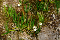 Brassavola nodosa