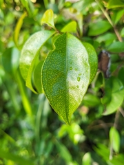 Eugenia biflora