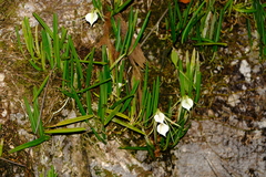 Brassavola nodosa