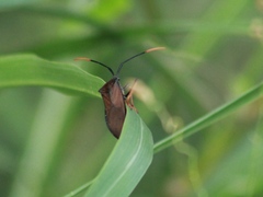 Acanthocephala thomasi
