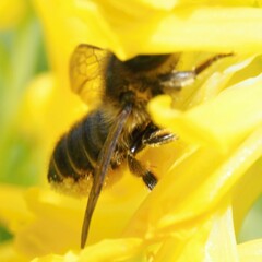 Megachile centuncularis