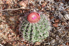 Melocactus zehntneri