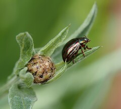 Chrysolina americana