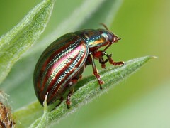 Chrysolina americana