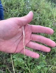Hesperostipa spartea