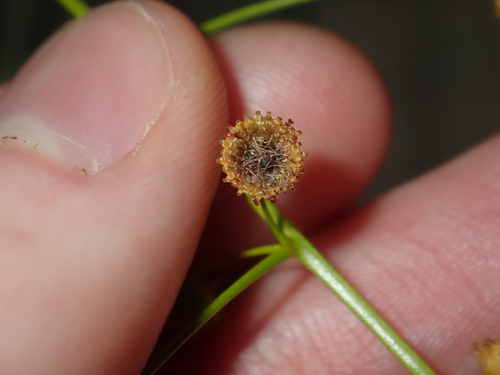 Drosera hirsuta
