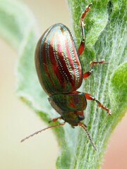 Chrysolina americana