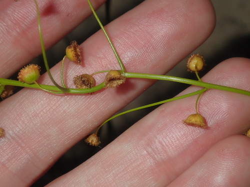 Drosera hirsuta