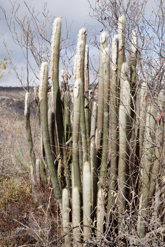 Cabega (Espostoopsis dybowskii)