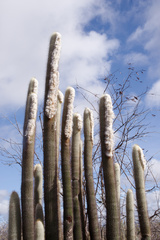 Espostoopsis dybowskii