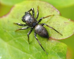 Heliophanus cupreus