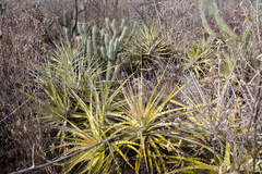 Encholirium spectabile