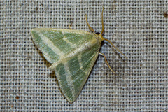 Mixocera frustratoria