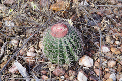 Melocactus zehntneri