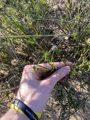 Opercularia vaginata